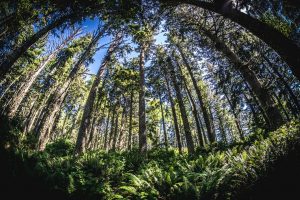 A fisheye lens captures a dense forest from the group looking up