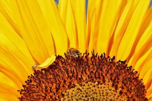 A bee sits on a sunflower